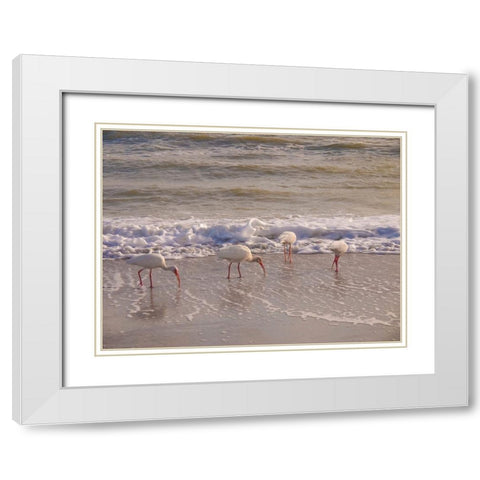 Birds Wading in the Surf on Sanibel Island Beach-Florida-USA White Modern Wood Framed Art Print with Double Matting by Miller, Anna
