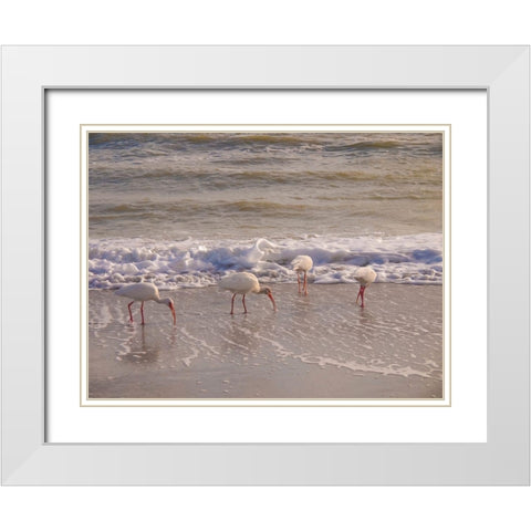 Birds Wading in the Surf on Sanibel Island Beach-Florida-USA White Modern Wood Framed Art Print with Double Matting by Miller, Anna