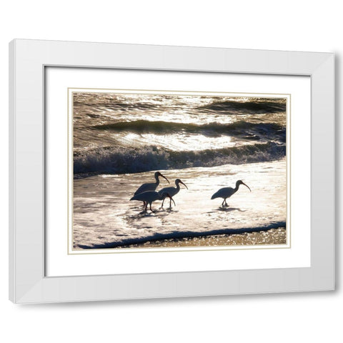 Birds Wading in the Surf on Sanibel Island Beach-Florida-USA White Modern Wood Framed Art Print with Double Matting by Miller, Anna