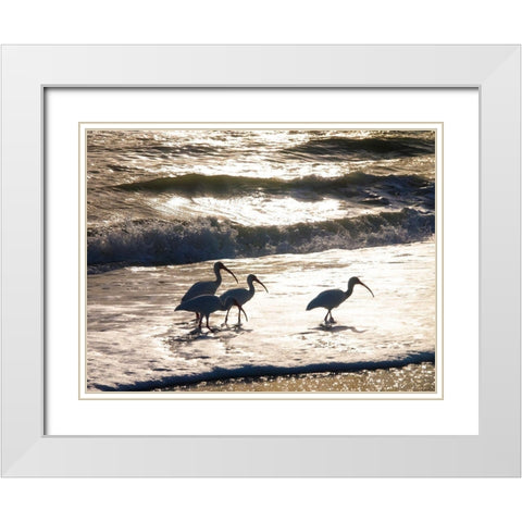 Birds Wading in the Surf on Sanibel Island Beach-Florida-USA White Modern Wood Framed Art Print with Double Matting by Miller, Anna