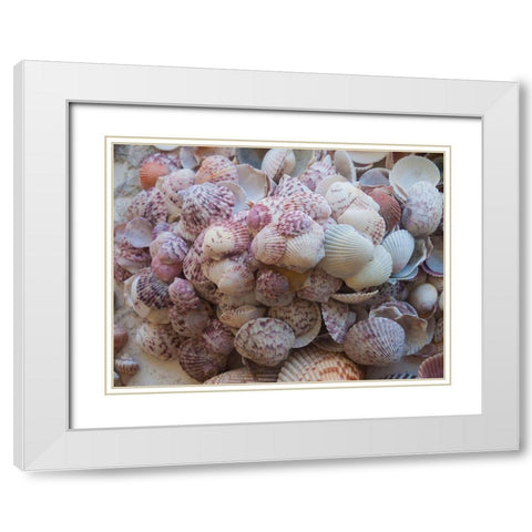 Shells Gathered on Beaches of Sanibel Island-Florida-USA White Modern Wood Framed Art Print with Double Matting by Miller, Anna