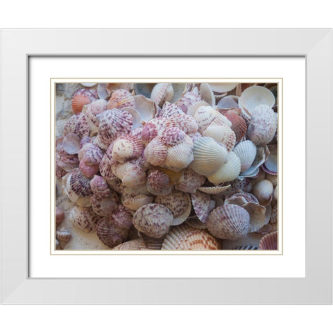 Shells Gathered on Beaches of Sanibel Island-Florida-USA White Modern Wood Framed Art Print with Double Matting by Miller, Anna