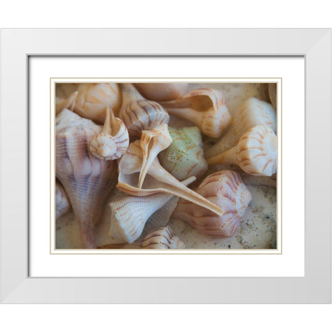 Shells Gathered on Beaches of Sanibel Island-Florida-USA White Modern Wood Framed Art Print with Double Matting by Miller, Anna