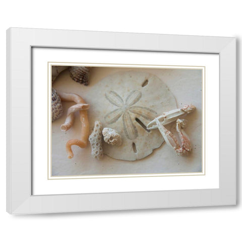 Shells Gathered on Beaches of Sanibel Island-Florida-USA White Modern Wood Framed Art Print with Double Matting by Miller, Anna