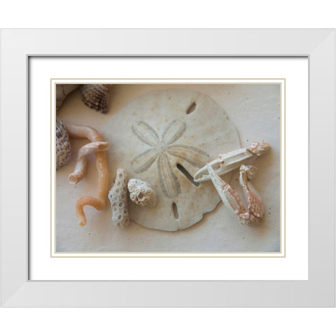 Shells Gathered on Beaches of Sanibel Island-Florida-USA White Modern Wood Framed Art Print with Double Matting by Miller, Anna