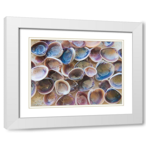 Shells Gathered on Beaches of Sanibel Island-Florida-USA White Modern Wood Framed Art Print with Double Matting by Miller, Anna