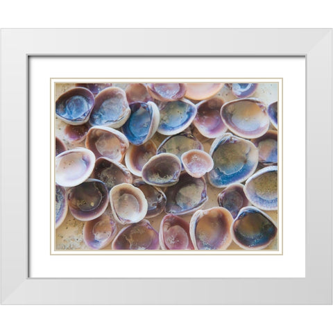 Shells Gathered on Beaches of Sanibel Island-Florida-USA White Modern Wood Framed Art Print with Double Matting by Miller, Anna