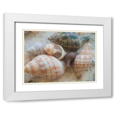 Shells Gathered on Beaches of Sanibel Island-Florida-USA White Modern Wood Framed Art Print with Double Matting by Miller, Anna