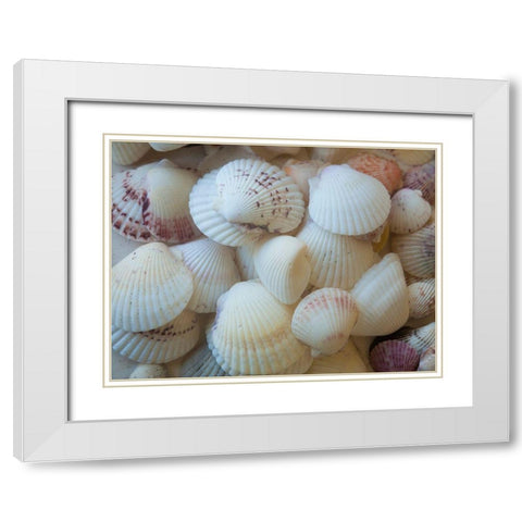 Shells Gathered on Beaches of Sanibel Island-Florida-USA White Modern Wood Framed Art Print with Double Matting by Miller, Anna