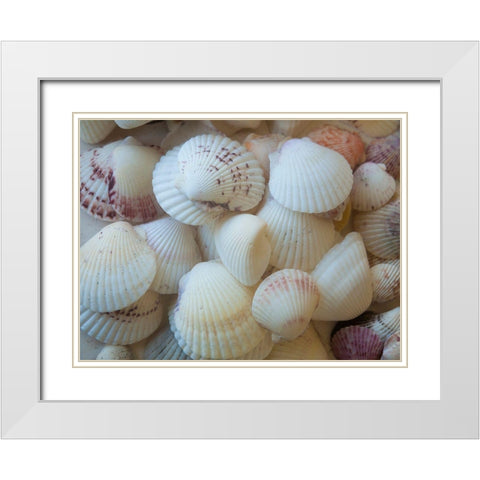 Shells Gathered on Beaches of Sanibel Island-Florida-USA White Modern Wood Framed Art Print with Double Matting by Miller, Anna