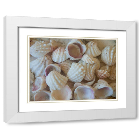 Shells Gathered on Beaches of Sanibel Island-Florida-USA White Modern Wood Framed Art Print with Double Matting by Miller, Anna