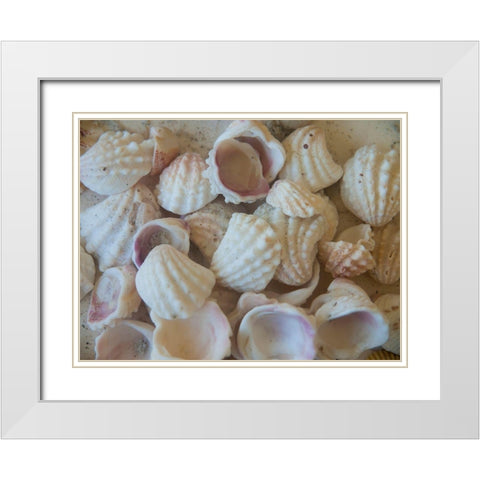 Shells Gathered on Beaches of Sanibel Island-Florida-USA White Modern Wood Framed Art Print with Double Matting by Miller, Anna