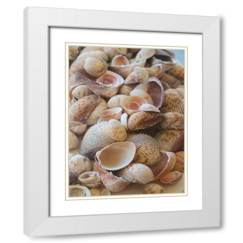 Shells Gathered on Beaches of Sanibel Island-Florida-USA White Modern Wood Framed Art Print with Double Matting by Miller, Anna