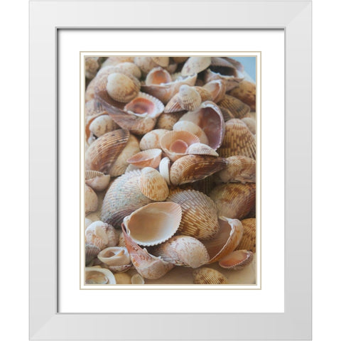 Shells Gathered on Beaches of Sanibel Island-Florida-USA White Modern Wood Framed Art Print with Double Matting by Miller, Anna