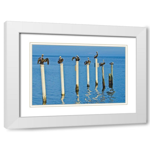 Florida-Cedar Key-Brown Pelicans Perched on Post White Modern Wood Framed Art Print with Double Matting by Friel, Bernard
