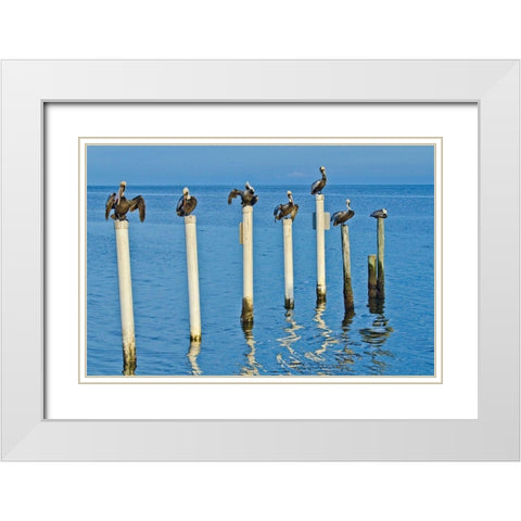 Florida-Cedar Key-Brown Pelicans Perched on Post White Modern Wood Framed Art Print with Double Matting by Friel, Bernard