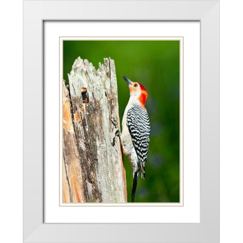 Florida-Immokalee-Midney Home-Red-bellied Woodpecker Feeding on Stump White Modern Wood Framed Art Print with Double Matting by Friel, Bernard