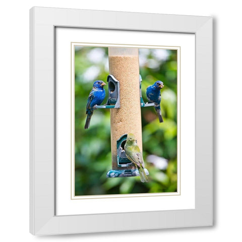 Florida-Immokalee-Midney Home-Indigo Bunting and female Painted Bunting on millet feeder White Modern Wood Framed Art Print with Double Matting by Friel, Bernard