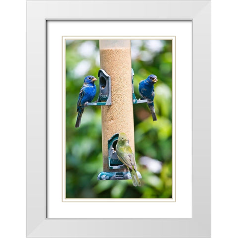 Florida-Immokalee-Midney Home-Indigo Bunting and female Painted Bunting on millet feeder White Modern Wood Framed Art Print with Double Matting by Friel, Bernard