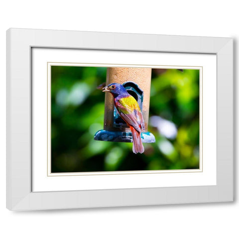 Florida-Immokalee-Midney Home-Painted Bunting White Modern Wood Framed Art Print with Double Matting by Friel, Bernard