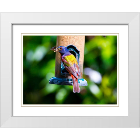 Florida-Immokalee-Midney Home-Painted Bunting White Modern Wood Framed Art Print with Double Matting by Friel, Bernard