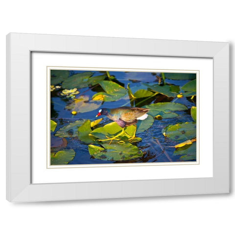 Florida-Sarasota-Celery Fields-Purple Gallinule White Modern Wood Framed Art Print with Double Matting by Friel, Bernard