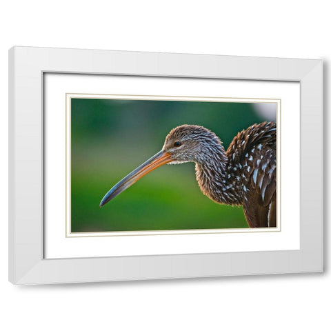 Florida-Sarasota-Celery Fields-Limpkin-on Boardwalk Railing White Modern Wood Framed Art Print with Double Matting by Friel, Bernard