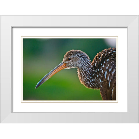 Florida-Sarasota-Celery Fields-Limpkin-on Boardwalk Railing White Modern Wood Framed Art Print with Double Matting by Friel, Bernard