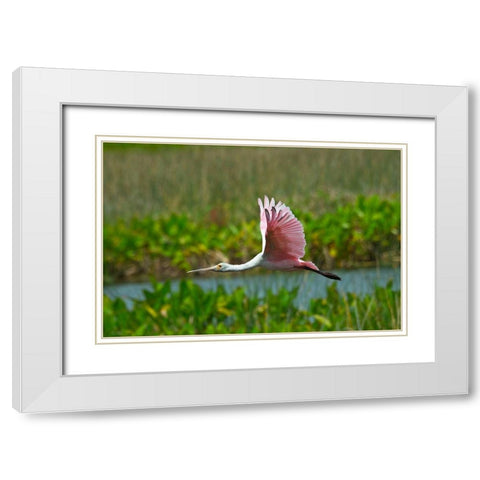 Florida-Sarasota-Celery Fields-Roseate Spoonbill-Flying White Modern Wood Framed Art Print with Double Matting by Friel, Bernard