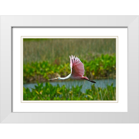 Florida-Sarasota-Celery Fields-Roseate Spoonbill-Flying White Modern Wood Framed Art Print with Double Matting by Friel, Bernard