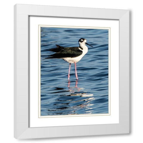 USA-Florida-Sarasota-Myakka River State Park-Black-necked Stilt White Modern Wood Framed Art Print with Double Matting by Friel, Bernard
