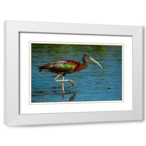 USA-Florida-Sarasota-Myakka River State Park-Glossy Ibis White Modern Wood Framed Art Print with Double Matting by Friel, Bernard