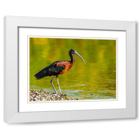 USA-Florida-Sarasota-Myakka River State Park-Glossy Ibis White Modern Wood Framed Art Print with Double Matting by Friel, Bernard