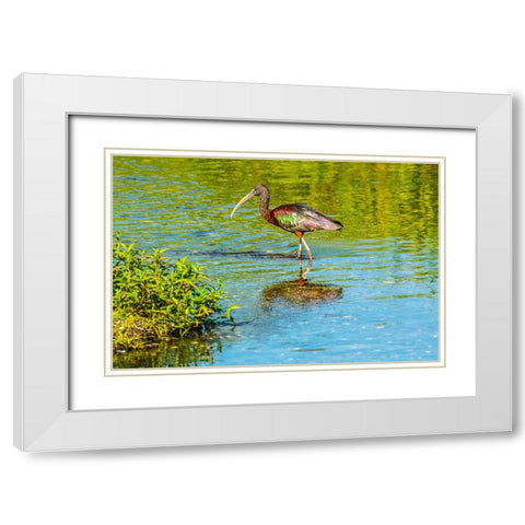 USA-Florida-Sarasota-Myakka River State Park-Wading Bird-Feeding-Glossy Ibis White Modern Wood Framed Art Print with Double Matting by Friel, Bernard