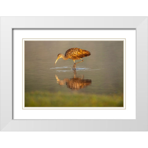 USA-Florida-Sarasota-Myakka River State Park-Wading Bird-Feeding-Limpkin-Isolated Reflection White Modern Wood Framed Art Print with Double Matting by Friel, Bernard