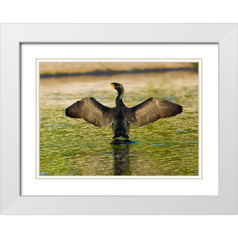 USA-Florida-Sarasota-Myakka River State Park-Double-crested Cormorant White Modern Wood Framed Art Print with Double Matting by Friel, Bernard