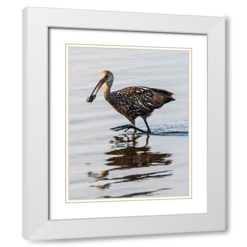 USA-Florida-Sarasota-Myakka River State Park-Limpkin Feeding on Apple Snail White Modern Wood Framed Art Print with Double Matting by Friel, Bernard