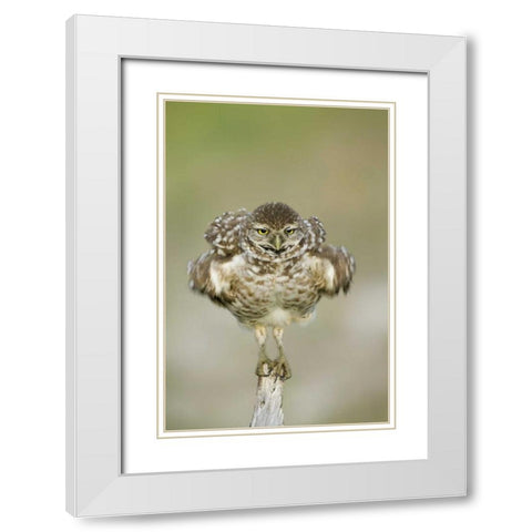 FL, Cape Coral, Burrowing owl shakes its feathers White Modern Wood Framed Art Print with Double Matting by Anon, Ellen
