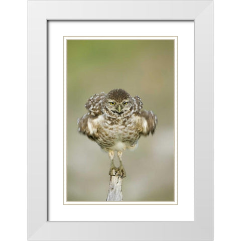 FL, Cape Coral, Burrowing owl shakes its feathers White Modern Wood Framed Art Print with Double Matting by Anon, Ellen