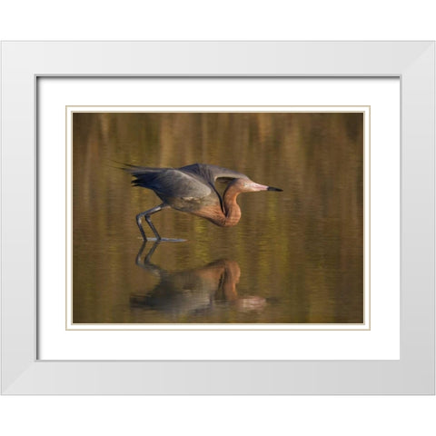 FL, Ft Myers Beach, Reddish egret take off White Modern Wood Framed Art Print with Double Matting by Anon, Ellen