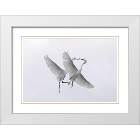 FL, Two snowy egrets with outstretched wings White Modern Wood Framed Art Print with Double Matting by Anon, Ellen