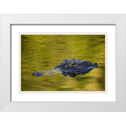 FL, St Augustine American alligator White Modern Wood Framed Art Print with Double Matting by Morris, Arthur