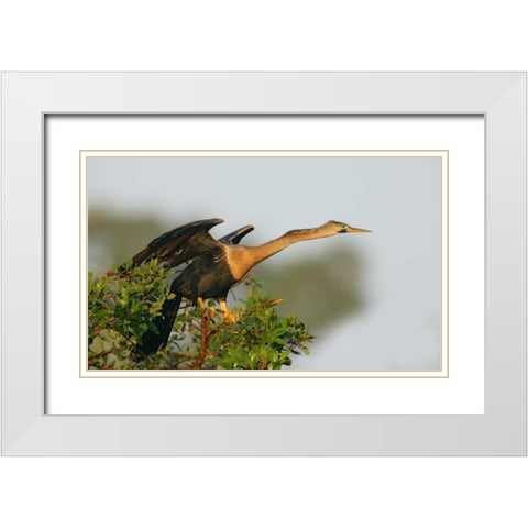 FL, Venice Anhinga female about to take flight White Modern Wood Framed Art Print with Double Matting by Morris, Arthur