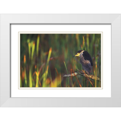 FL, Everglades NP Black-crowned night heron White Modern Wood Framed Art Print with Double Matting by Morris, Arthur