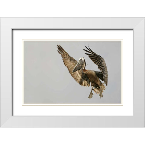 FL Brown pelican flying with nest material White Modern Wood Framed Art Print with Double Matting by Morris, Arthur