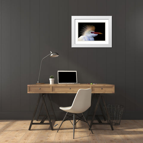 FL, St Augustine Cattle egret in white plumage White Modern Wood Framed Art Print with Double Matting by Morris, Arthur