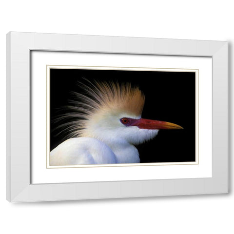 FL, St Augustine Cattle egret in white plumage White Modern Wood Framed Art Print with Double Matting by Morris, Arthur