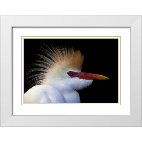 FL, St Augustine Cattle egret in white plumage White Modern Wood Framed Art Print with Double Matting by Morris, Arthur