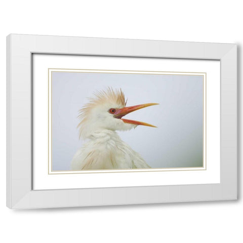 FL, St Augustine Portrait of cattle egret White Modern Wood Framed Art Print with Double Matting by Morris, Arthur