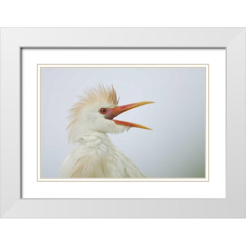 FL, St Augustine Portrait of cattle egret White Modern Wood Framed Art Print with Double Matting by Morris, Arthur